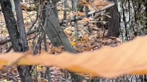Doe a deer, a female deer:)