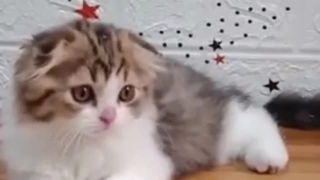 Karakter Kucing Scottish Fold | Cat So Cute 😍😍 #8