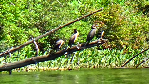 Cormorants