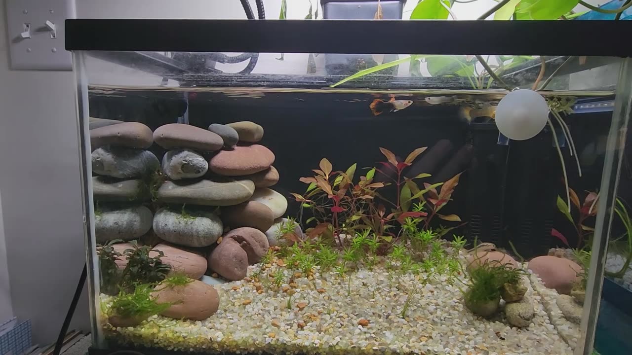 Guppy Aquascape 1 Month Update