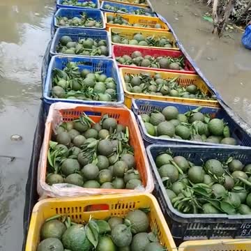 harvesting oranges is so creative