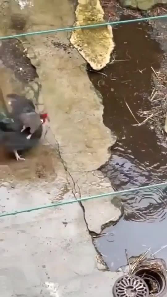 Like a bos chicken vs mouse fight funny Moment | #3