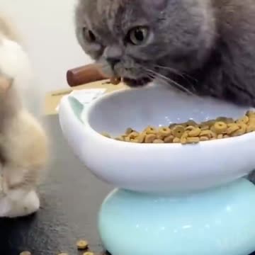 Cat and mouse funny videos