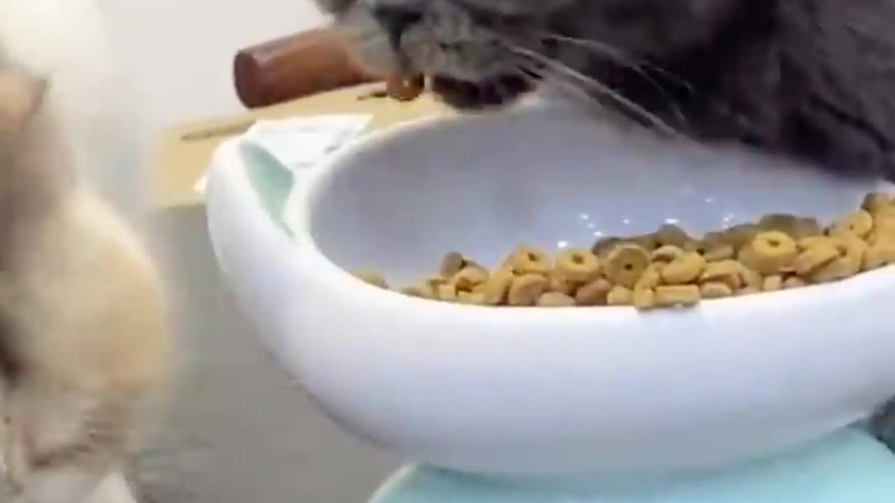 Cat and mouse funny videos