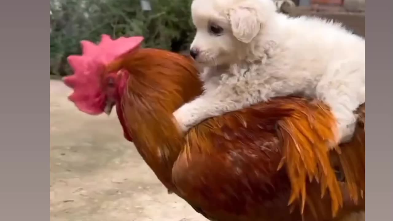 Pet enjoying