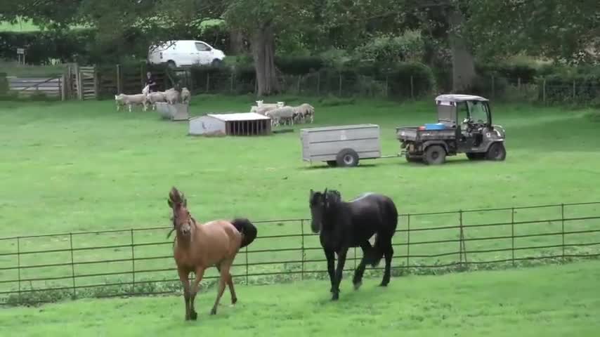 10 most powerful horse in the world