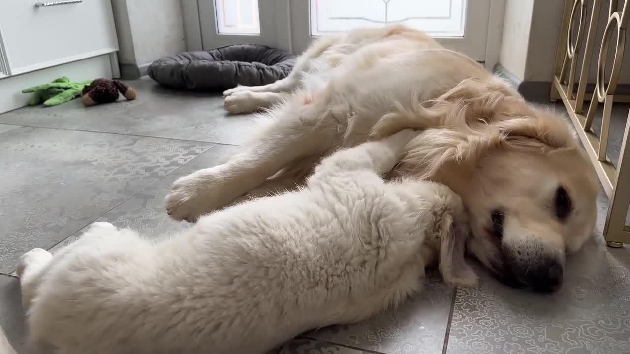Golden Retriever Puppy Demands Attention