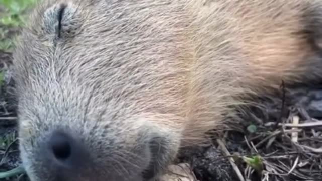 Day in the life of a capybara #capybara #capybaralove #shorts #viral #viraltiktok #viralvideo