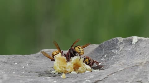 Hornet Catches Honeybee