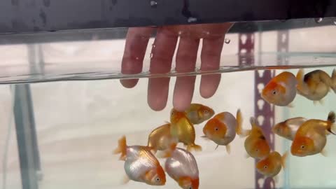 My Backyard Ranchu Goldfish Farm