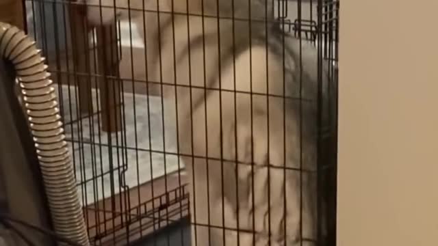 Guilty Husky APOLOGIZES For Destroying My House!!!