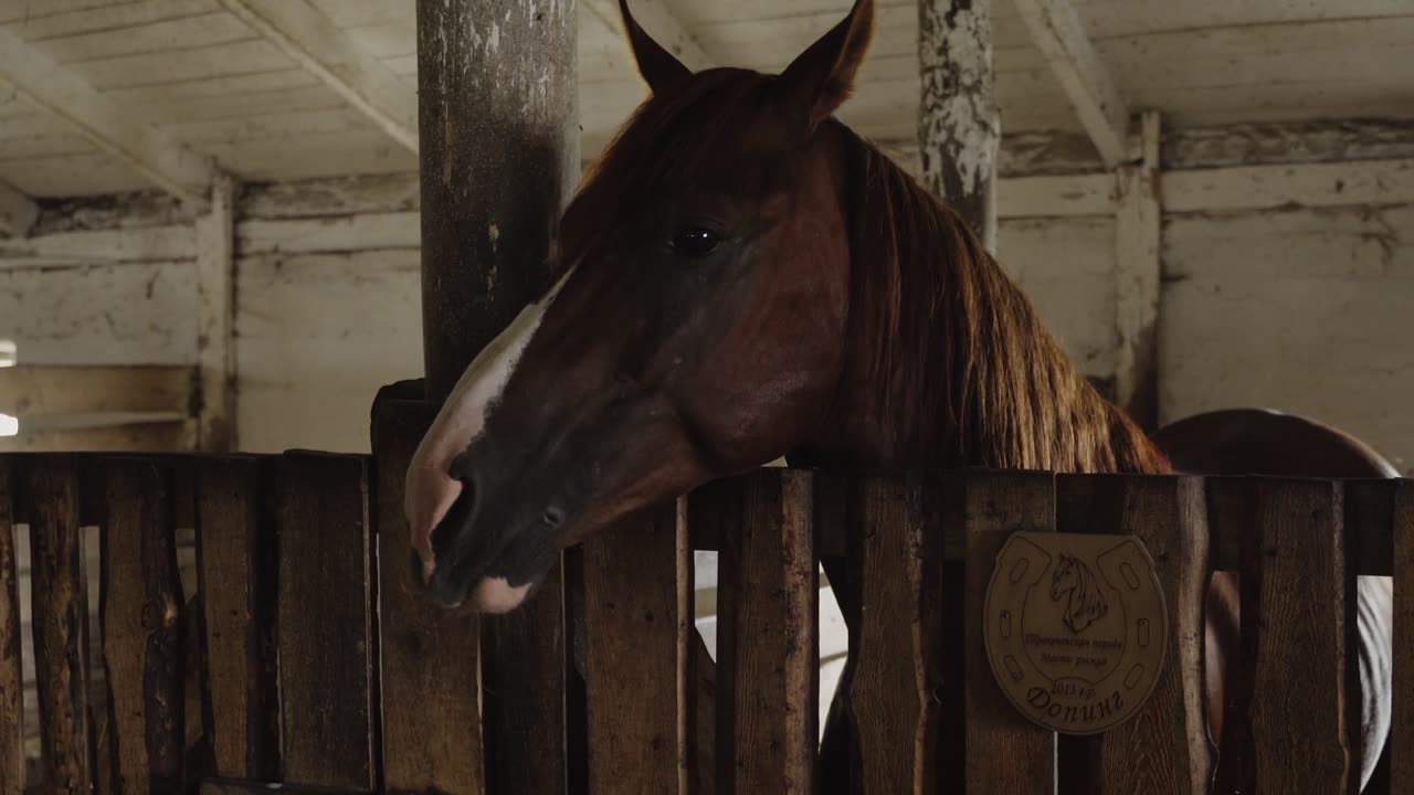 Beautiful horses