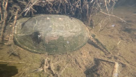 Snapping Turtle