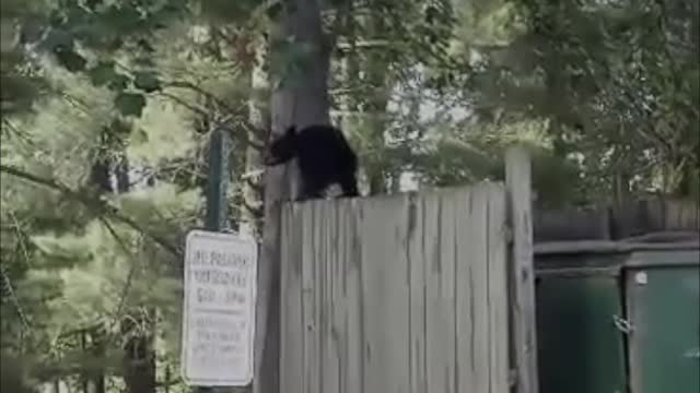 Bear Family Goes Dumpster Diving