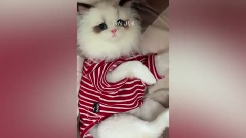 funny animal video