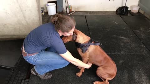 Honden zwemmen bij Horse Care Center