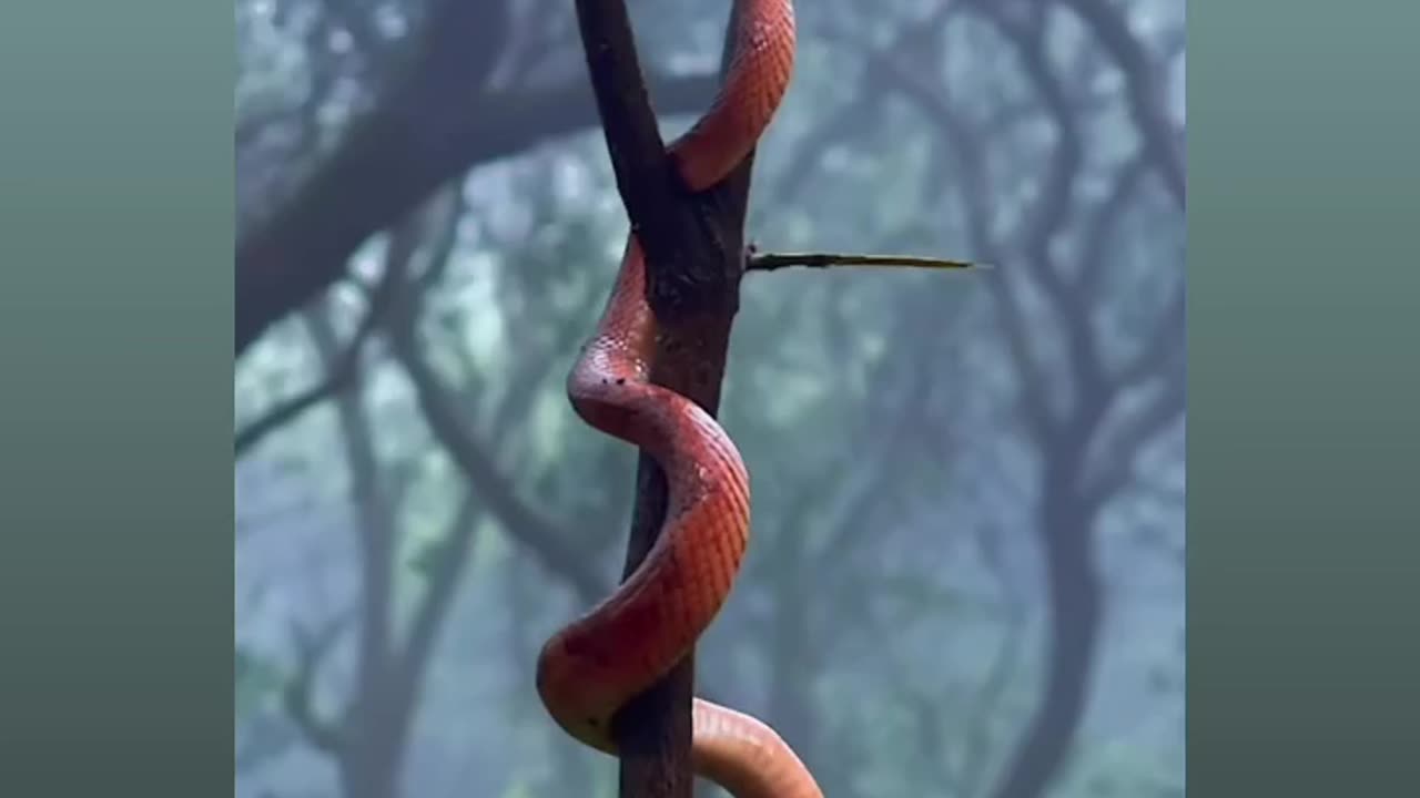 Amazing wildlife snake photo