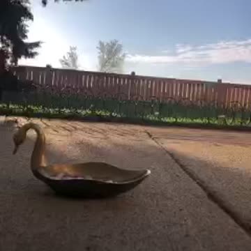 Amazing bird actually