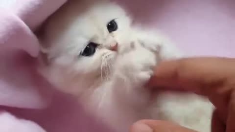 Adorable cat shy shy