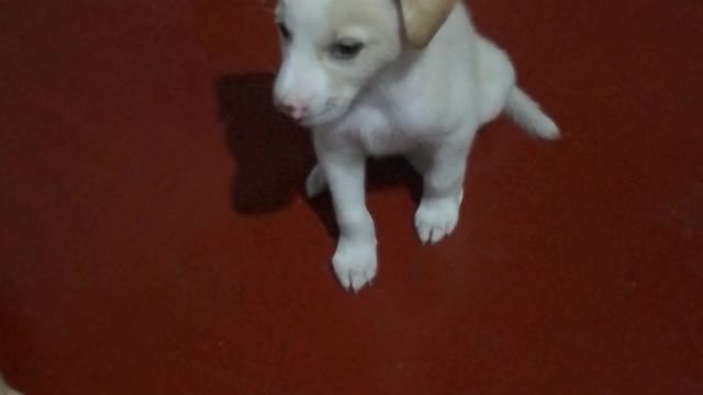 My sweety baby dog funny video