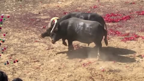 Bullfighting