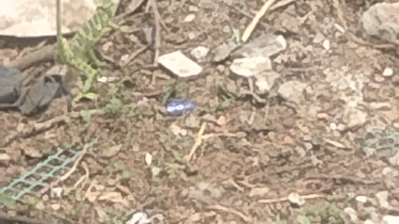 Who know this creature ?