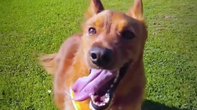 Why the Joy of Owning a Dog Affects Men and Women Differently
