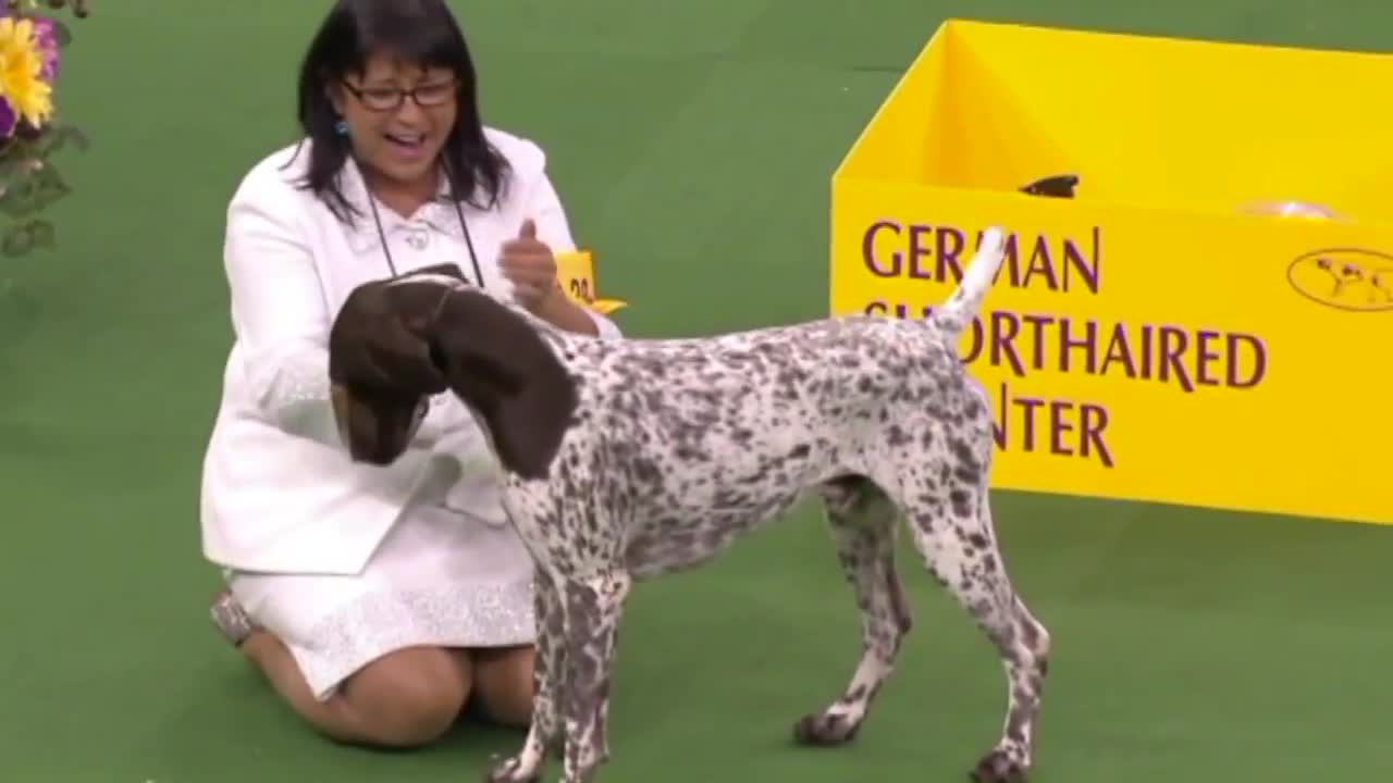 the German Shorthaired Pointer