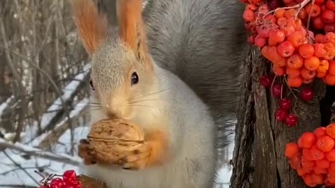 squirrel