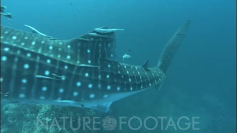 Whale Shark Swims Head On, Passes Closely, Tail Sweep