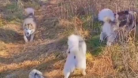 Come on Guys😎😎#dog #dogsoftiktok #funny #funnyvideos