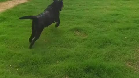 Labra dog caring for man video