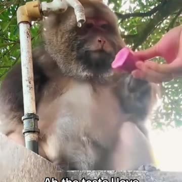 what a cute monkey 🐒😍