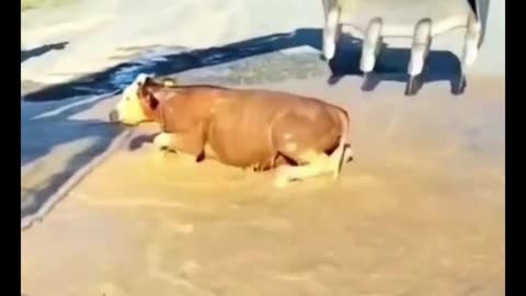 a cow was successfully saved by the excavator operator