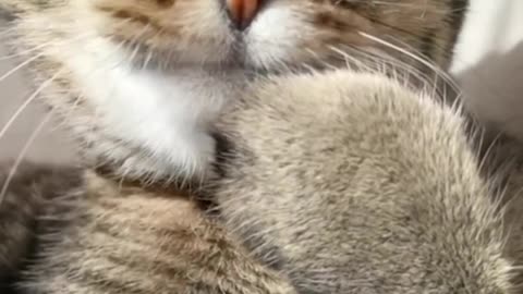Funny animals clips