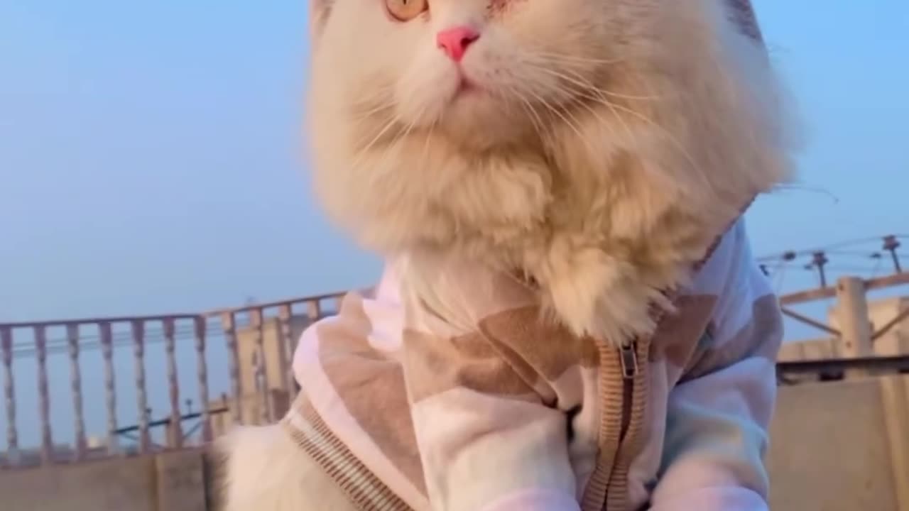 Cute cat video