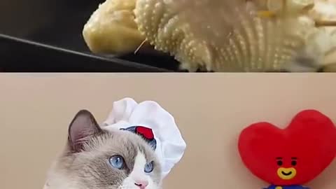 Chicken can be terrifying!