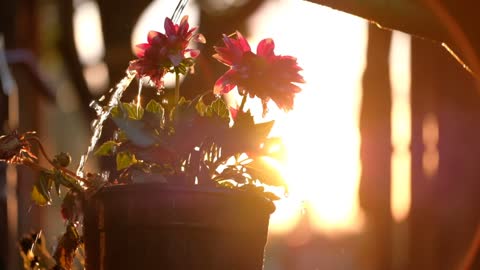 Watering a flower pot