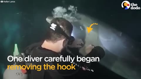 The Dodo - Wild Dolphin Knew Exactly How To Ask People For Help _ The Dodo