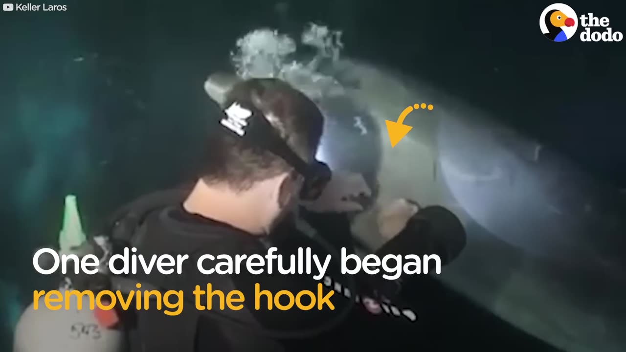 The Dodo - Wild Dolphin Knew Exactly How To Ask People For Help _ The Dodo