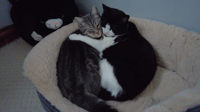 Cat Hugging & Kissing Cute Kitten