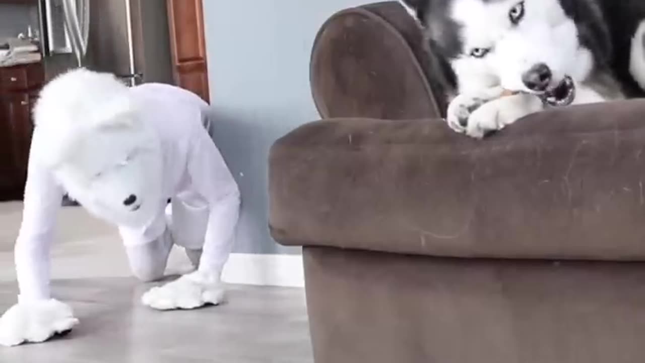 Prank With Husky Using Wolf Mask