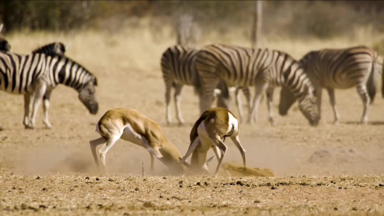 Romantic fight of a couple of deer tap to see now !