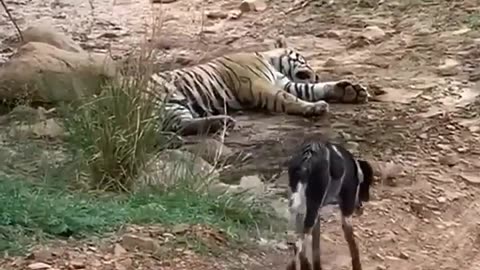 tiger killed dog