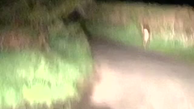 Harrowing Encounter With a Deer