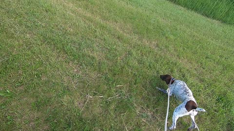 German Shorthair