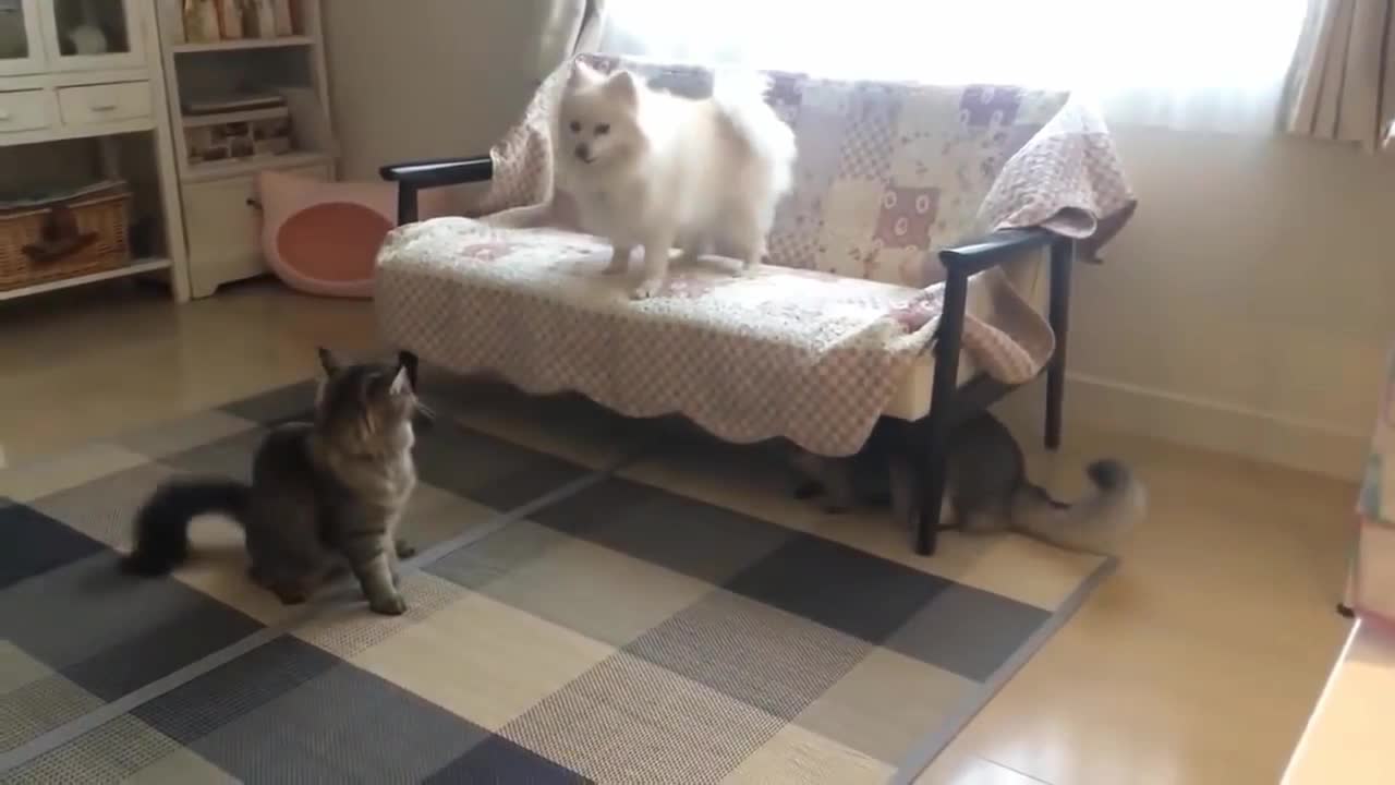 Puppy vs Kitty fun moments