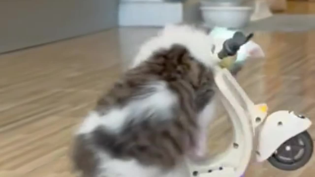 Cute cat's daily life