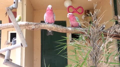 Very Cute Peach Faced Lovebirds and Budgerigars