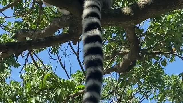 Count the number of sections in the tail